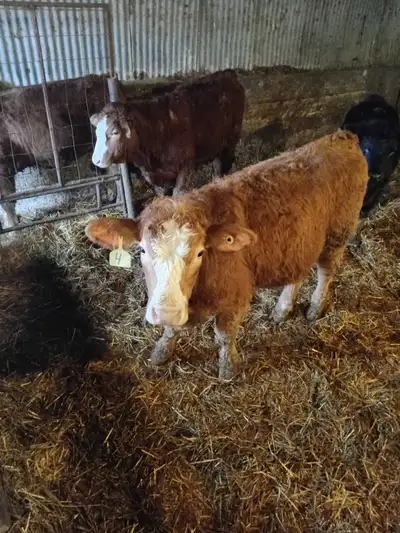Wanted simm/ angus/limo Steers, View more