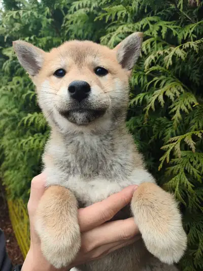 Pure breed shiba inu puppy rehoming, View more