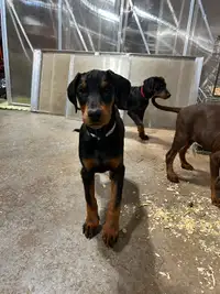 Doberman puppies ready for homes