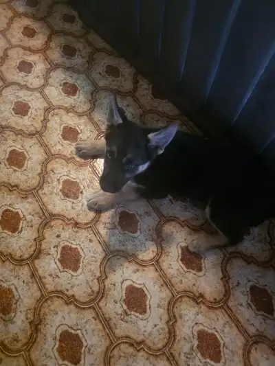 9 Weeks Black Female Shepsky with one blue eye and one dark eye. Mother is King German Shepherd, Fat...