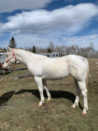 2022 APHA champagne filly
