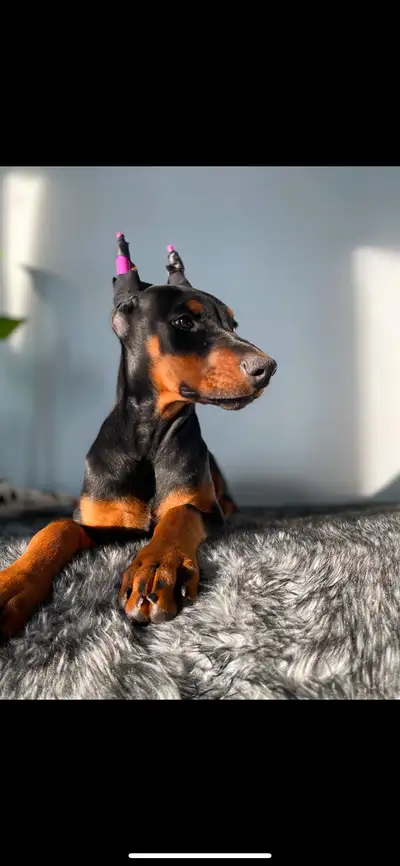 European Doberman Puppies! 1 Lovely Female Available , View more