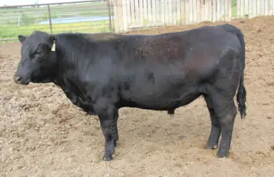 Purebred Registered Angus Bulls for Sale, View more