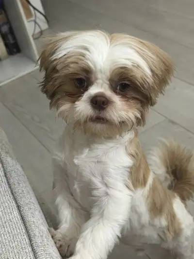 Rehoming my Shihtzu, View more