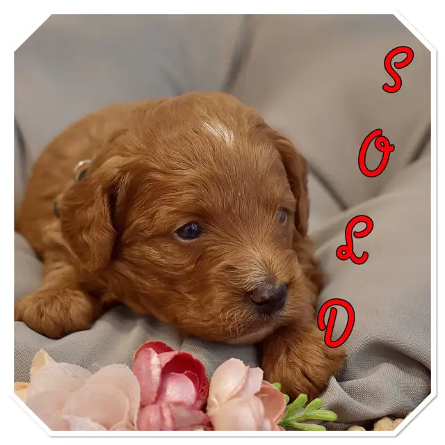 Small / Mini F1B Goldendoodle Ready to go / Only 3 males left in Dogs & Puppies for Rehoming in Winnipeg - Image 9
