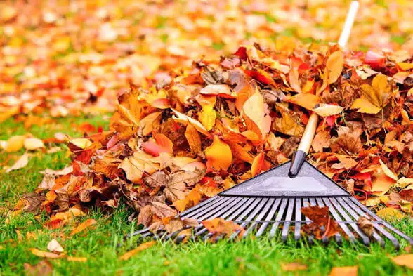Fall Cleanup