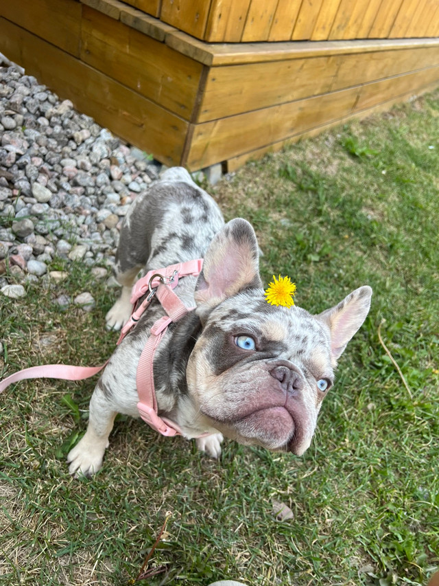 French Bulldog Merle - 7 months dans Chiens et chiots à adopter  à Ville de Montréal - Image 2