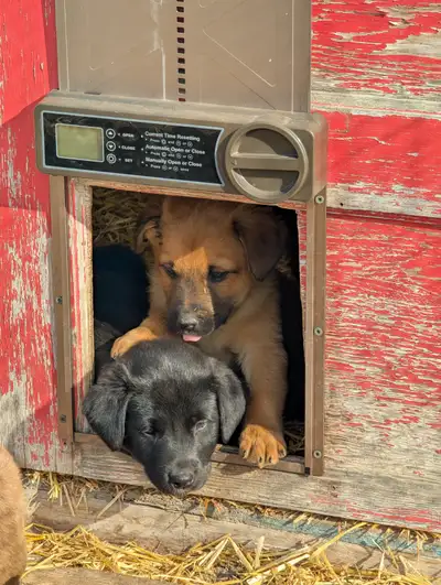 Your New Best Friend: Lab/Collie/Chesapeake Mix Puppies, View more