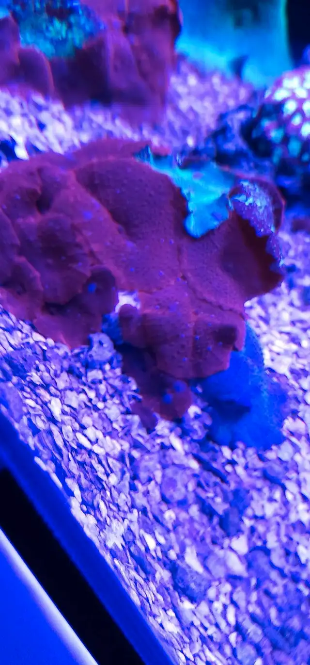 reef coral in Other in Markham / York Region - Image 6