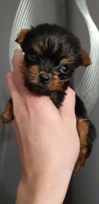 Yorkie  for sale