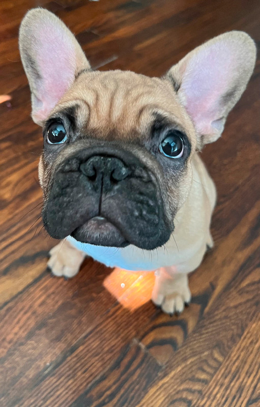 Beautiful french bulldog puppies ready to be Rehomed  $2000 OBO in Dogs & Puppies for Rehoming in City of Toronto - Image 2
