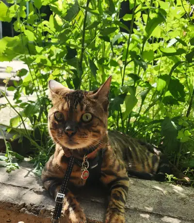 Bengal mâle comme un bb, View more