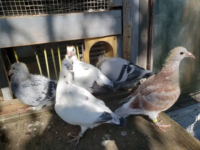 Young And Adult Pigeon Racing in Birds for Rehoming in Burnaby/New Westminster - Image 4