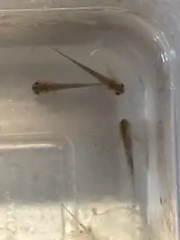 Just hatched baby axolotls