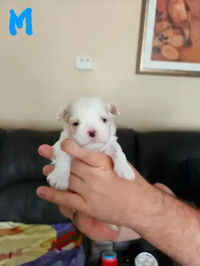 4 Malshi puppies looking for their forever home. 3 males and 1 female. Will be vet checked, first sh...