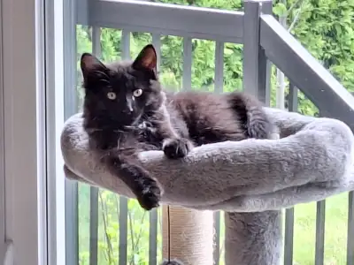 Adorable chaton d'intérieur. Il est en parfaite santé (vacciné et vermifugé). Il est est enjoué, éne...