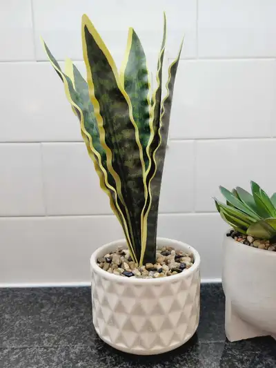 Snake Plant, View more