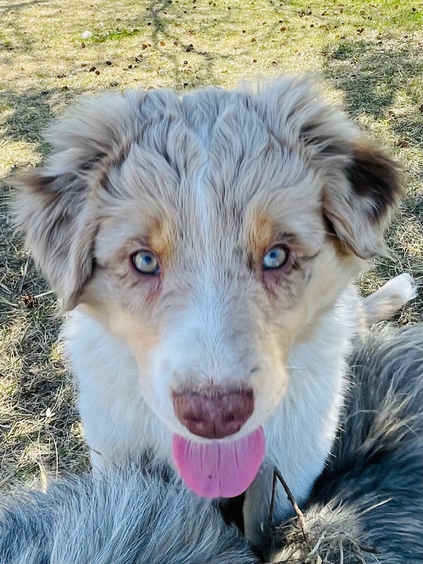 Australian shepherd pups Dogs & Puppies for Rehoming Lloydminster