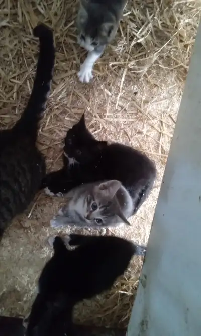 Kittens for sale, View more