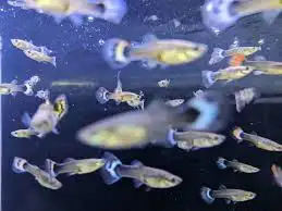 Beautiful Fancy Guppies for Rehoming, View more