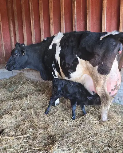 Holstein/cow calf pair, View more