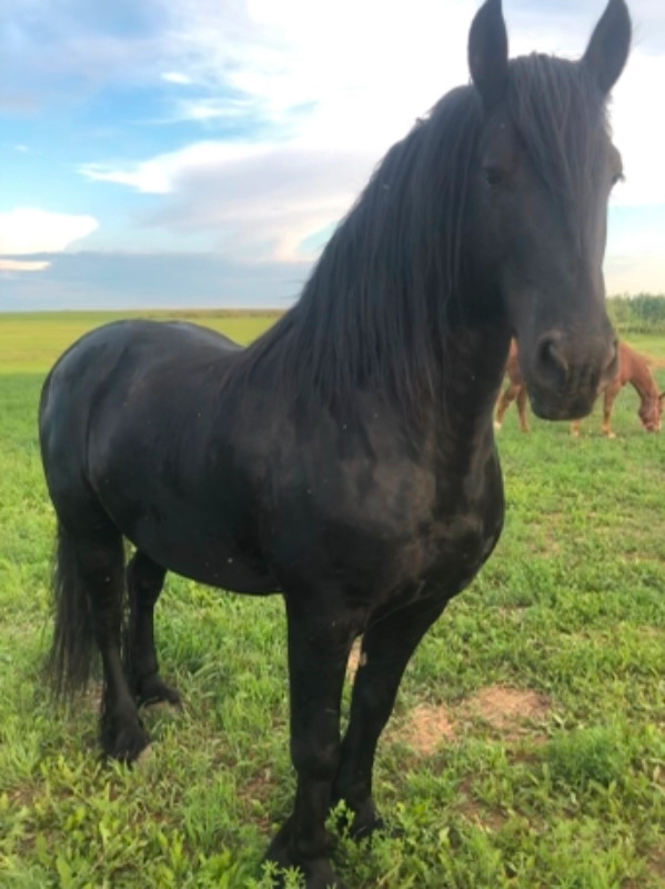 Friesian Stallion available for stud service in Horses & Ponies for Rehoming in Saskatoon - Image 3