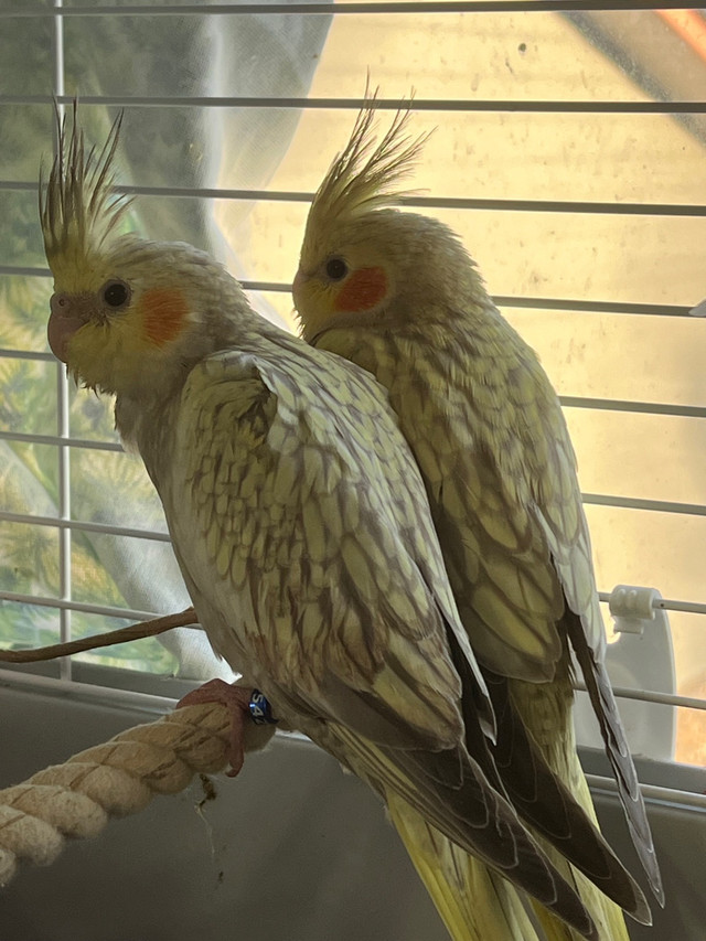Cockatiels ready for new homes  in Birds for Rehoming in Peterborough - Image 2