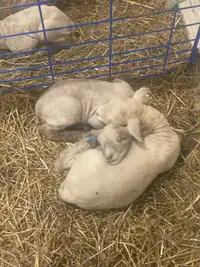 Southdown sheep and lambs