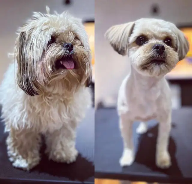 Dog groomer accepting new clients! Blossom Park/South Ottawa in Animal & Pet Services in Ottawa - Image 4