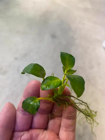 Anubias nana petite Easy small low requirement plant, should have atleast 5 leaves similar to as pic...