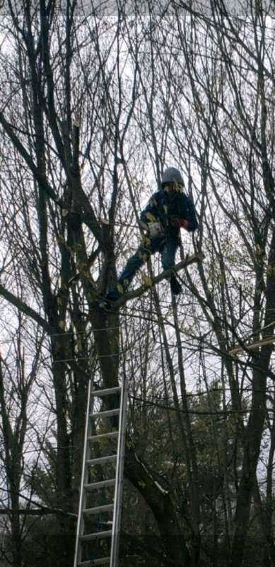 Émondage abattage  d'arbres Estimation gratuite 579-420-5077 dans Entretien paysager  à Longueuil/Rive Sud - Image 3