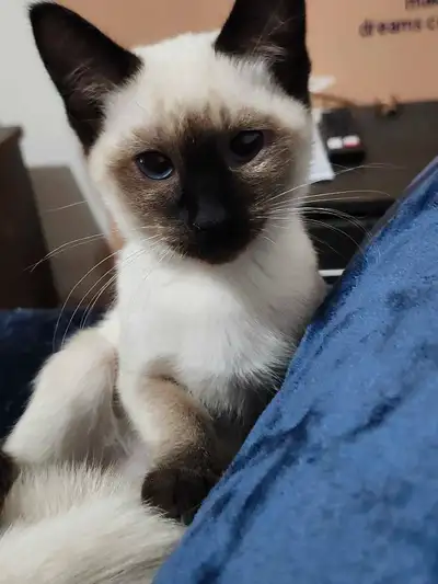 Chaton siamois seal point x chocolat point Très affectueux Habituer avec les enfants Ils adorent jou...