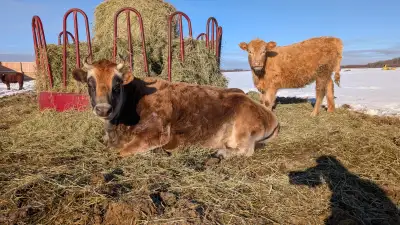 Halter-broke Jersey Cow, View more