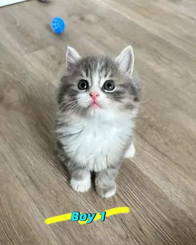 Siberian mix kittens, View more