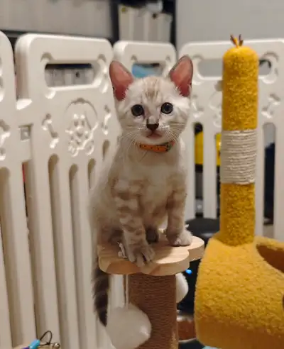 Bengal kittens ready for new homes 2 months old and ready to go anytime. Snow and golden Bengals ava...