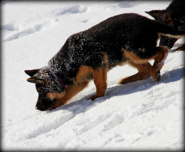 CKC. Registered WGSL Shepherds one 3mth old males available. in Dogs & Puppies for Rehoming in Sault Ste. Marie - Image 4