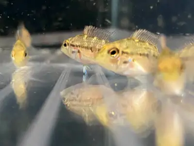 Geophagus diamantinensis F1, 1 inch +, sold in groups of 5, View more