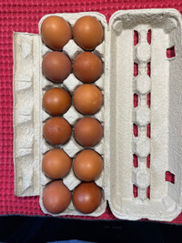 Copper Maran Eggs