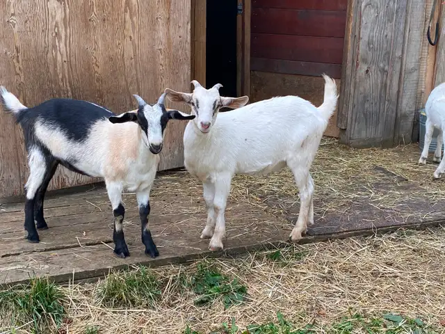 Dual purpose Goats in Livestock in Vernon - Image 3