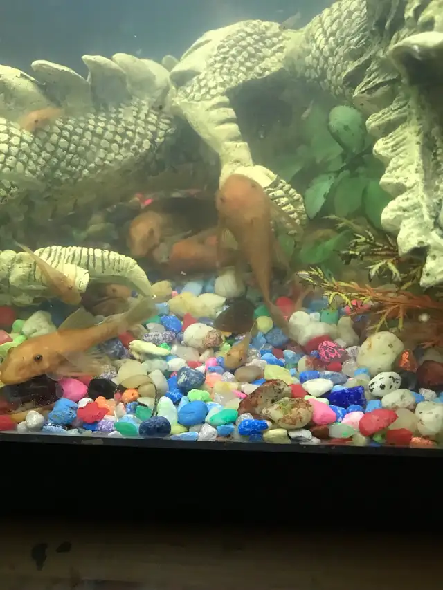 Red Bristle Nose Plecos in Fish for Rehoming in Woodstock - Image 11