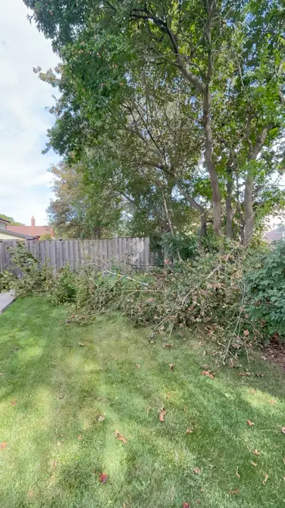 Tree Trimming  and removal  — Leaf clean ups —, View more