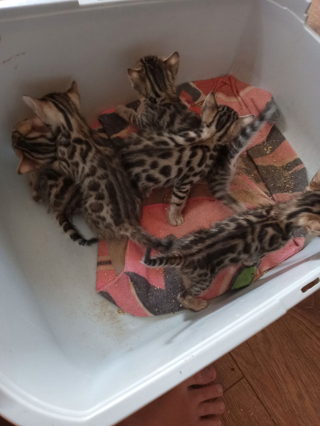 Bengal a vendre dans Chats et chatons à adopter  à Laval/Rive Nord - Image 2