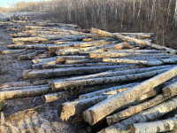 Log length poplar white aspen mix logs