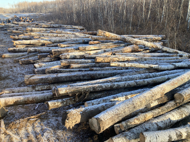 Log length poplar white aspen mix logs in Other in Prince Albert