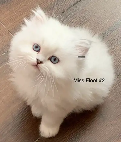 Gorgeous Persian Himalayan / British longhair Kittens, View more