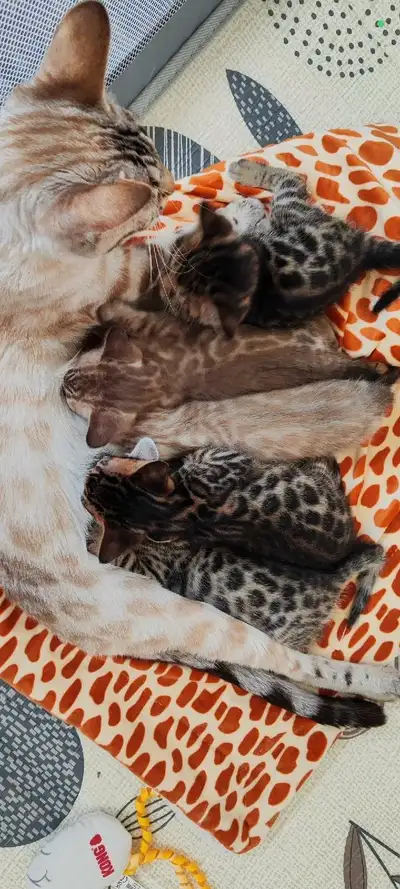 Chatons bengal, View more