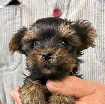 Petit Yorkshire , View more