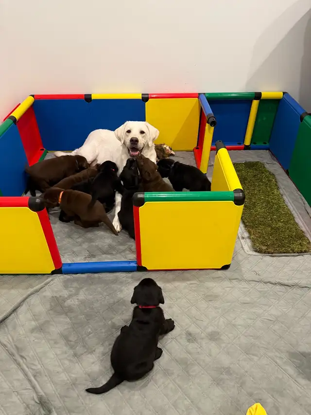 4 month old English Labrador Retriever Puppy | Dogs & Puppies for ...