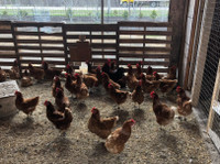  chickens available 