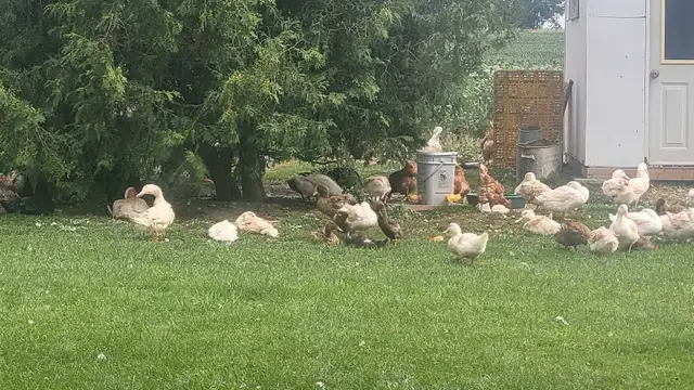 Organic ducks
